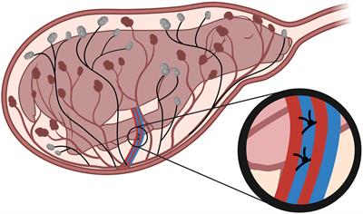 Phenotype of early-onset fetal growth restriction in sheep